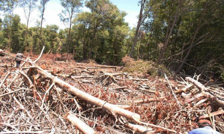 UN ERROR, MODIFICAR O DEVASTAR MANGLARES; SE DEJA VULNERABLE A LA POBLACIÃ“N: ANTONIO LOT