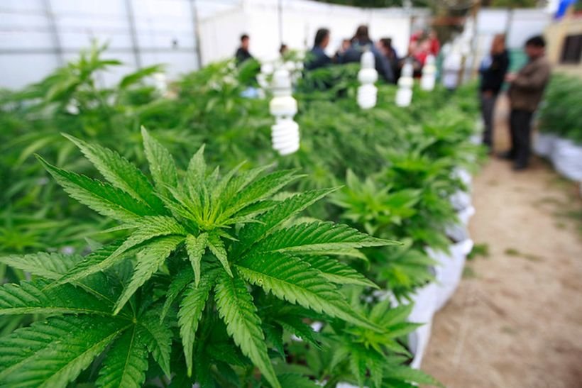 Legalización de marihuana para uso medicinal, posible en tanto no obstruyan bancadas fuertes del Congreso: diputado Jesús Zambrano