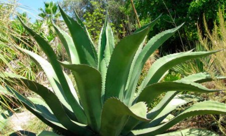 CREA POLITÃ‰CNICA PAPEL A PARTIR DE DESECHOS DE AGAVE