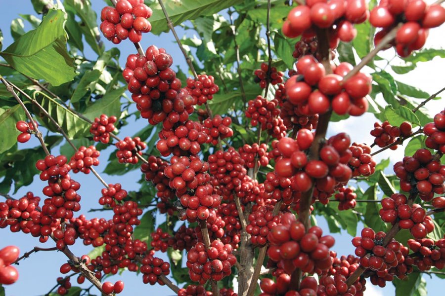 Apoya Gobierno a productores de café a combatir plagas