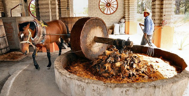 Master Mezcalier, programa de acercamiento a la cultura del mezcal