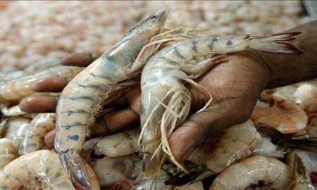 GestiÃ³n empresarial de Sepesca cumple con asesorÃ­a tÃ©cnica
