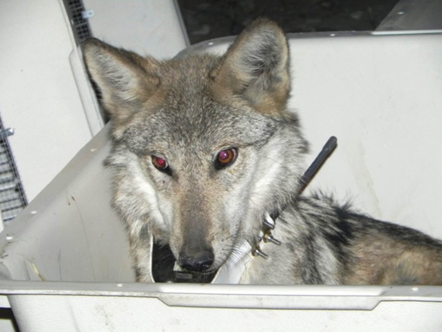 VUELVEN A ESCUCHARSE EN TERRITORIO NACIONAL LOS AULLIDOS DEL LOBO MEXICANO
