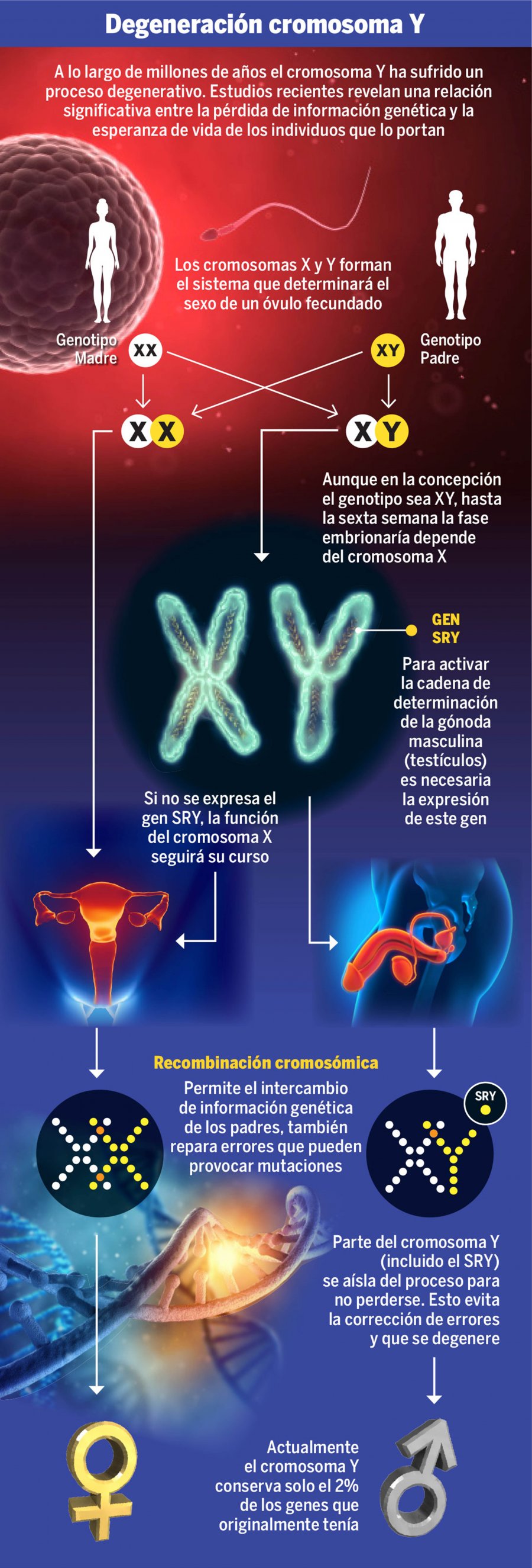 COMPRUEBAN DEGENERACIÓN DEL CROMOSOMA a€œYa€; LO RELACIONAN CON MUERTES TEMPRANAS