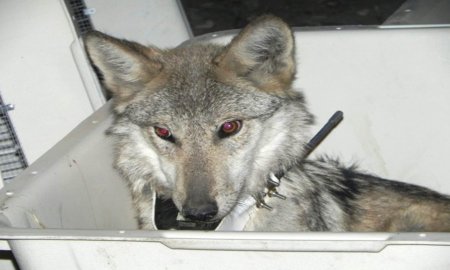 VUELVEN A ESCUCHARSE EN TERRITORIO NACIONAL LOS AULLIDOS DEL LOBO MEXICANO 