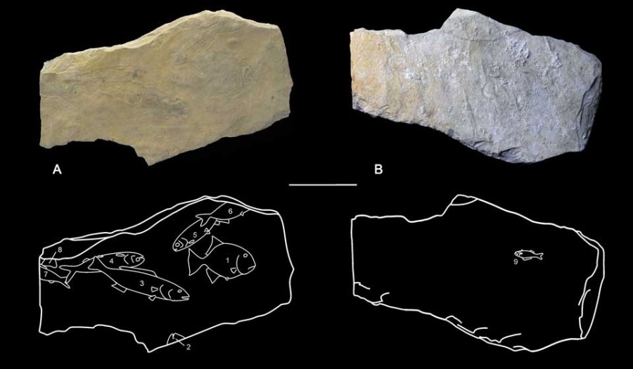 Descubren en los mayas de Palenque rasgos de modernos paleontólogos