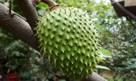 Frutas nayaritas con aceptaciÃ³n internacional