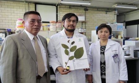 COMPRUEBAN POLITÃ‰CNICOS EFECTO ANTIDIABÃ‰TICO DE HOJAS DE CHIRIMOYA 