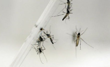 La SSJ llevarÃ¡ a cabo trabajos contra el mosco Aedes Aegypti