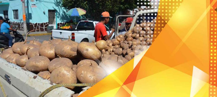 Nayarit, de los mayores productores de jícama en el país