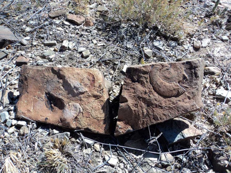 Descubren vestigios fósiles del Cretácico en Chihuahua