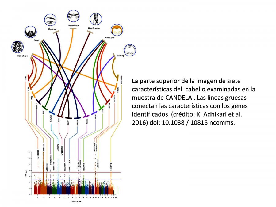 DESCUBREN EL PRIMER GEN ASOCIADO AL ENCANECIMIENTO