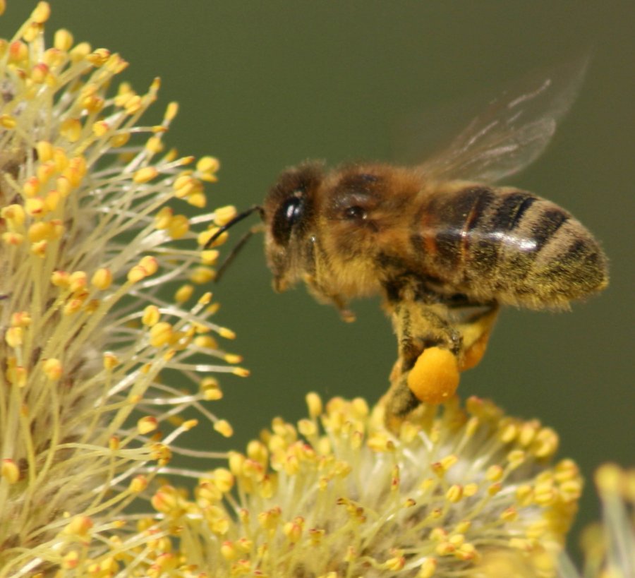 PARTICIPA LA UNAM EN MAPEO DE VIRUS QUE AFECTAN A LAS ABEJAS