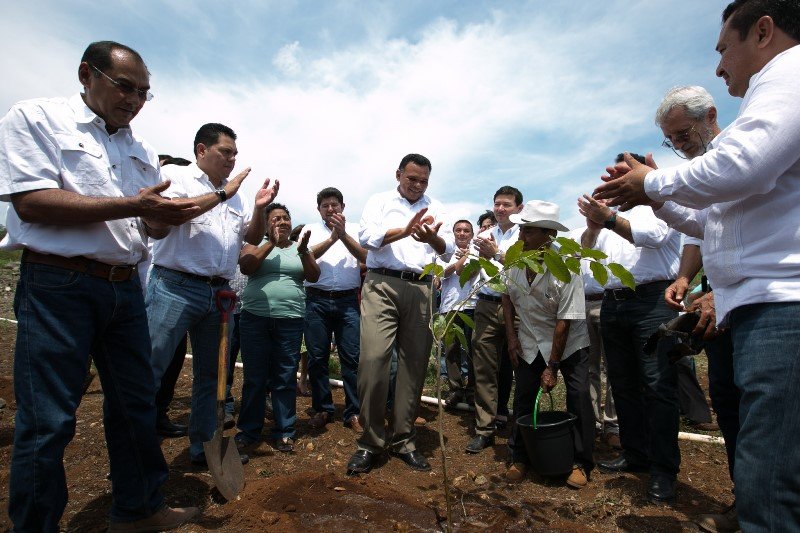 Impulsan en Yucatán el cultivo de un millón de plantas de ramón