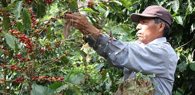 ENTREGA GOBIERNO DEL ESTADO APOYOS A CAFETALEROS POR MÁS DE DOS MILLONES DE PESOS