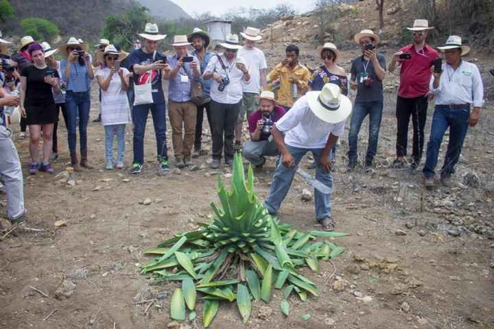 Mezcal, seducción para los amantes de las bebidas espirituosas