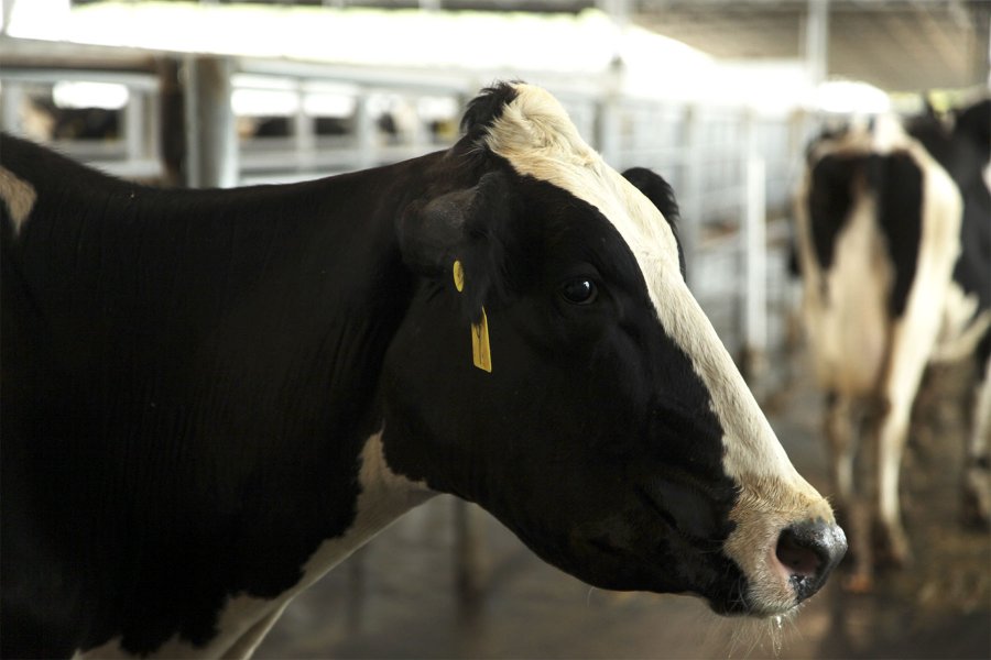 Animal vacunado, humano protegido