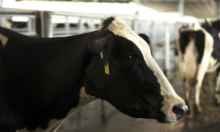 Animal vacunado, humano protegido