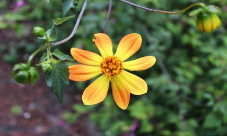RESGUARDAN JARDINES BOTÃNICOS UN TERCIO DE LAS ESPECIES EN PELIGRO DE EXTINCIÃ“N 