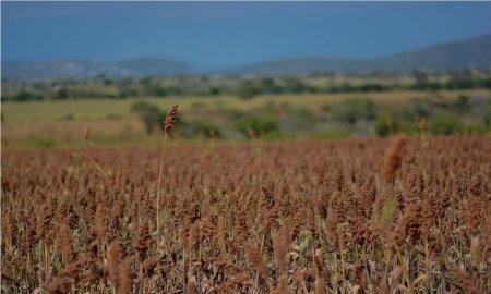 30 mil paquetes tecnolÃ³gicos para maÃ­z y sorgo