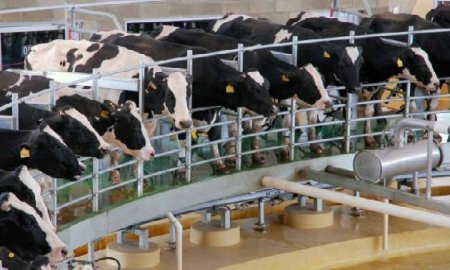 Informa SE a diputados que actualmente coordina un examen del mercado de la leche en MÃ©xico