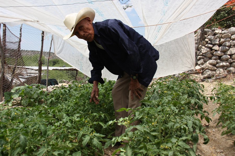 PROGRAMA ALIMENTARIO AMPLIARÁ COBERTURA EN SLP