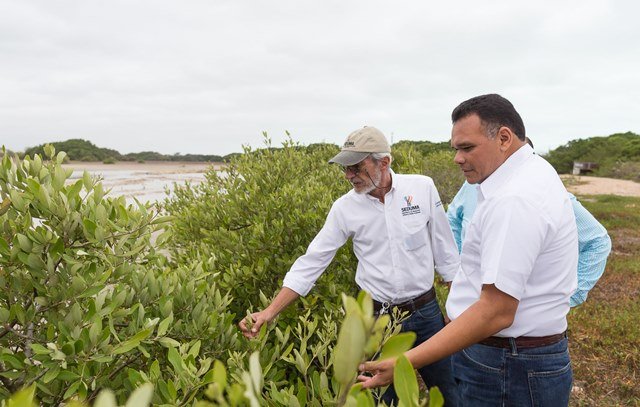 Avanza conservación de manglares en costa norte de Yucatán
