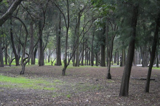 Restituir bosques urbanos hoy abandonados, para contrarrestar altos niveles de contaminación