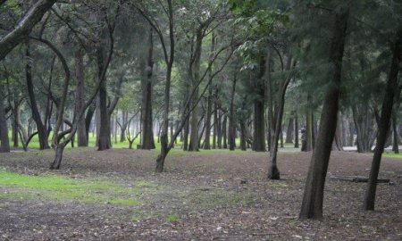 Restituir bosques urbanos hoy abandonados, para contrarrestar altos niveles de contaminaciÃ³n