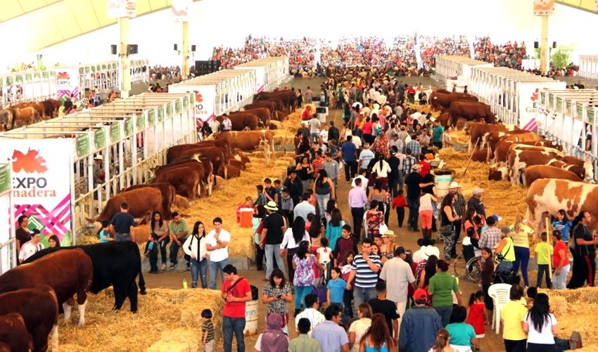 Muestras Pecuarias Regionales y Nacionales en Tercera Etapa de la Expo Ganadera