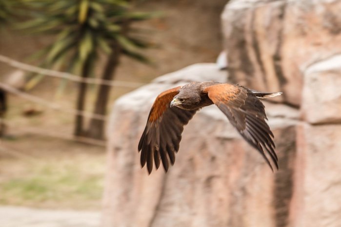 Actividades por Día Internacional de las Aves