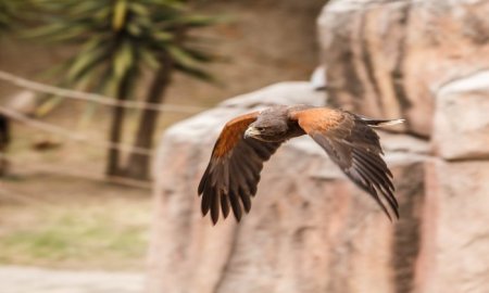 Actividades por DÃ­a Internacional de las Aves