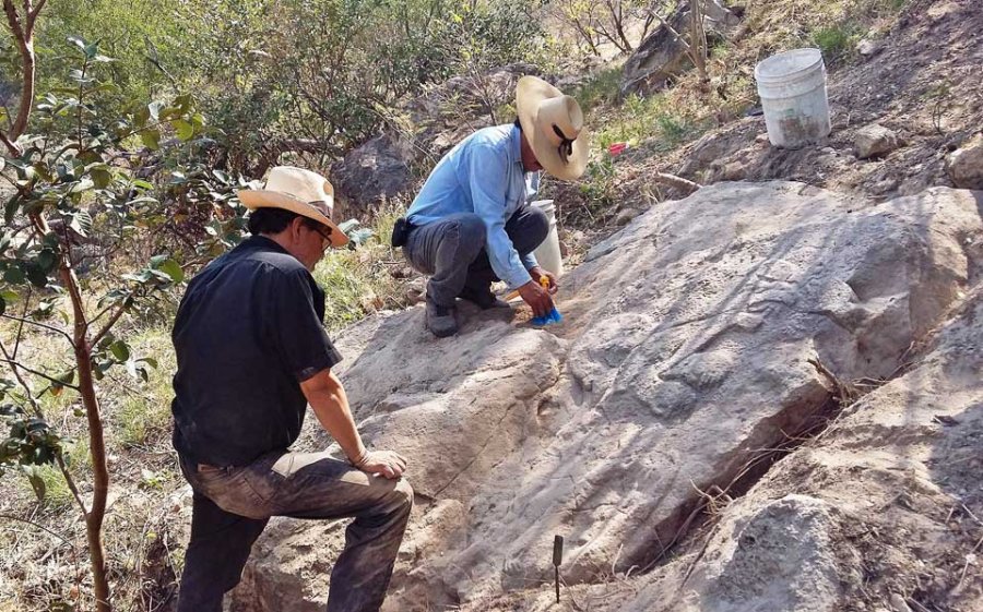 Descubren en Chalcatzingo, Morelos, un bajorrelieve con la representación de un felino