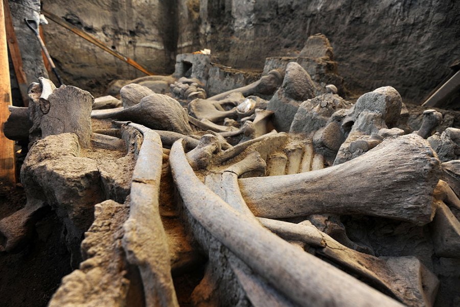 Recuperan gran parte de la osamenta del mamut de Tultepec