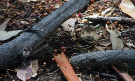 PERDIÃ“ MÃ‰XICO 219 MIL 96 HECTÃREAS POR INCENDIOS FORESTALES, DE 2013 A 2015 