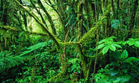 LAS SELVAS TROPICALES JÃ“VENES AYUDAN A MITIGAR EL CAMBIO CLIMÃTICO