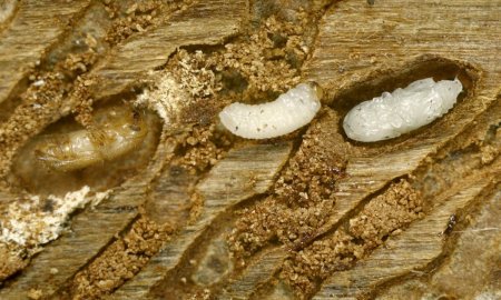 EN 2015, 55 MIL HECTÃREAS DE PINOS FUERON AFECTADAS POR EL ESCARABAJO DESCORTEZADOR