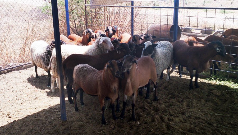 DESARROLLAN EN LA UNAM COMPUESTO HIDROSOLUBLE CONTRA PARASITOSIS BOVINA Y OVINA