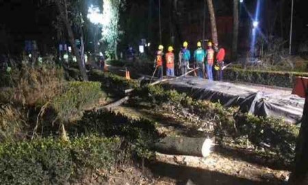 PÃ©rdida de 58 mil Ã¡rboles en la Ciudad de MÃ©xico por malos desarrollos de infraestructura: CÃ©sar DomÃ­nguez