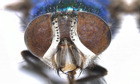 INTEGRAN EN LA UNAM COLECCIÃ“N DE INSECTOS QUE AYUDARÃ EN INVESTIGACIONES FORENSES