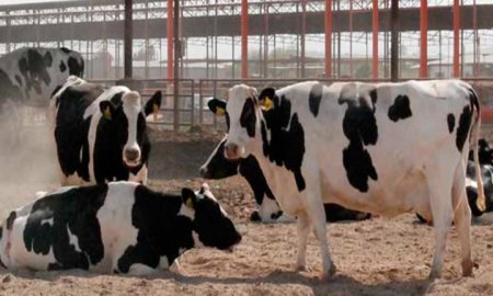 Buenas prÃ¡cticas para producciÃ³n de leche sana y de calidad