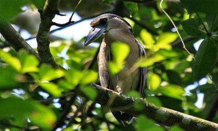 Destaca Chiapas en la Sexta Semana de la Biodiversidad BiolÃ³gica