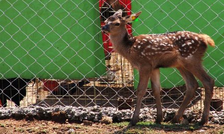 CONVOCA DELEGACIÃ“N IZTAPALAPA A NIÃ‘OS A PONER NOMBRE A CRIAS DE LLAMA Y CIERVO ROJO
