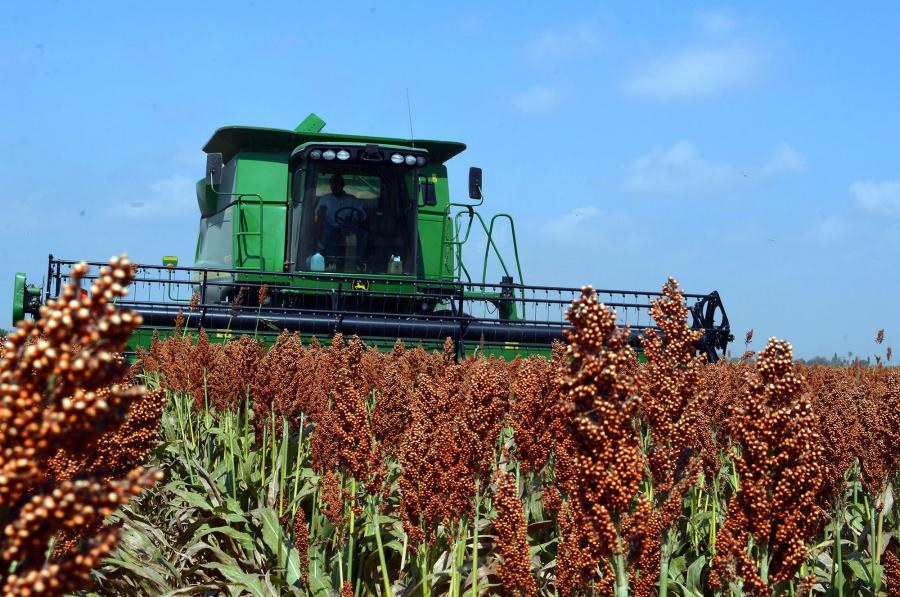 Siembran maíz y sorgo en el Valle de San Fernando
