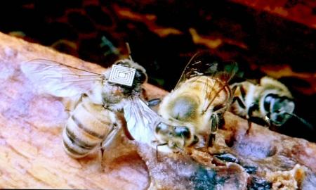 COLOCAN MICROSENSORES EN ABEJAS PARA ESTUDIAR SU COMPORTAMIENTO Y EXPLICAR SU DECLIVE MUNDIAL