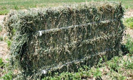 Agricultura en zonas Ã¡ridas, el reto de producir