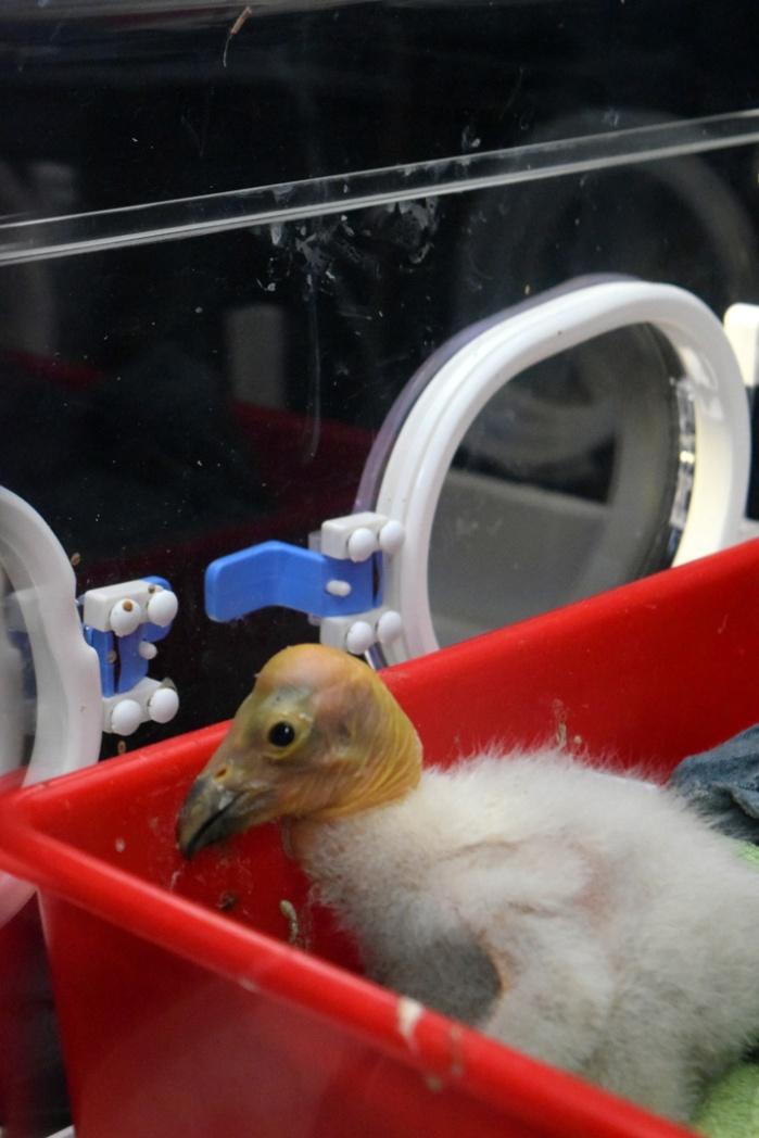 Nace tercer polluelo de cóndor de California en el Zoológico de Chapultepec