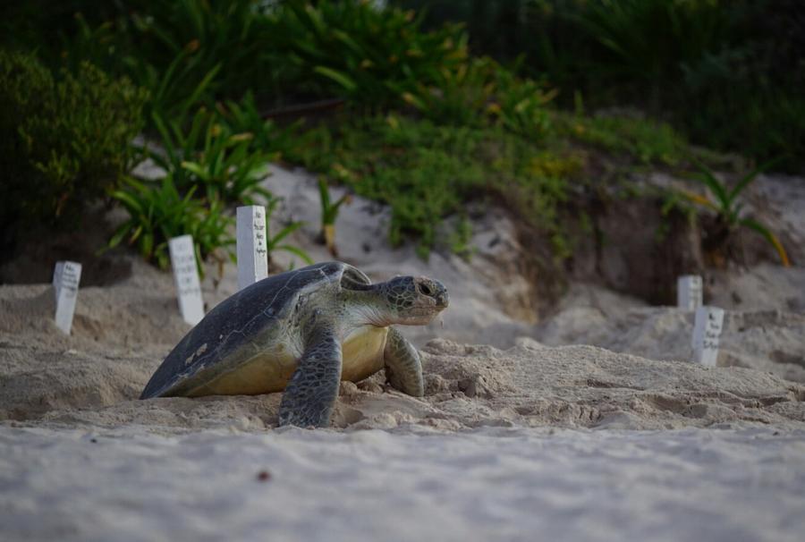 SUMAN 342 NIDOS DE TORTUGAS MARINAS PROTEGIDOS EN EL SANTUARIO DE XCACEL-XCACELITO