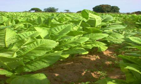 INVESTIGAN EN LA UNAM CULTIVOS PARA HACERLOS RESISTENTES A PLAGAS