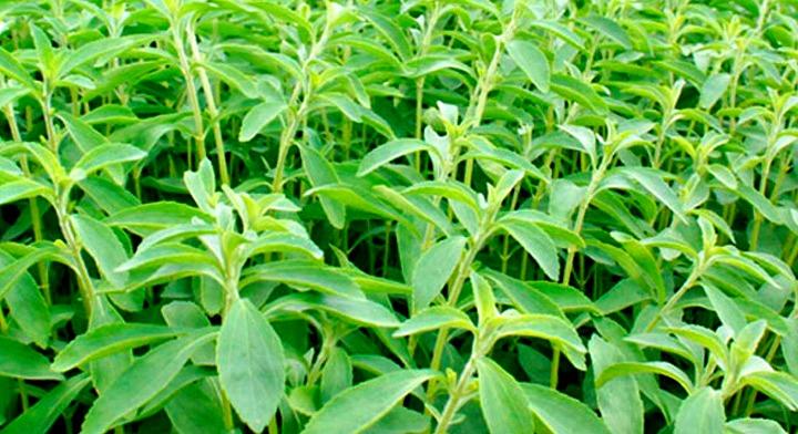 En México la stevia conquista el mercado de los edulcorantes